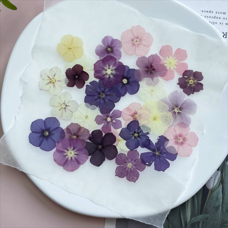 12pcs,Semi-Transparent Niche P - đánh giá và giá Resin Art Case