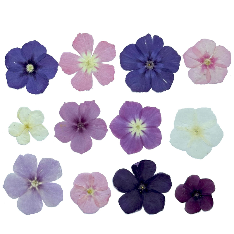 12pcs,Semi-Transparent Niche P - đánh giá và giá Resin Art Case
